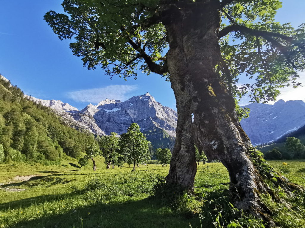 Österreich Sehenswürdigkeiten in der Natur: Die uralten Ahorbäume am Naturdenkmal Großer Ahornboden