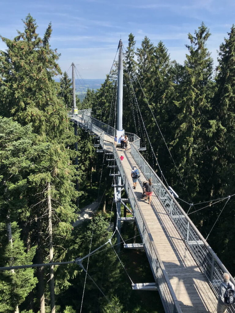 Bayern Sehenswürdigkeiten in den Baumwipfeln: Der Skywalk Scheidegg im Allgäu