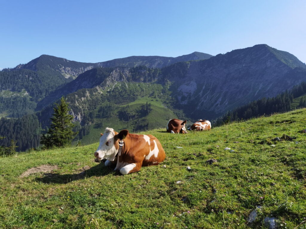 Bayrischzell Sehenswürdigkeiten zum Wandern und Skifahren - das Sudelfeld