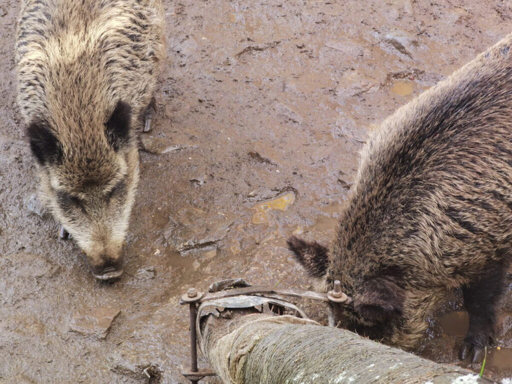 Fichtelgebirge Sehenswürdigkeiten mit Tieren - der Wildpark Mehlmeisel